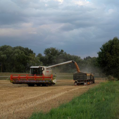 Grain harvest in northern Saxony.